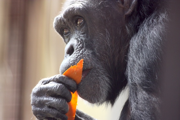 web_Jody_eat_pumpkin_close_up_GH_ek_IMG_4922