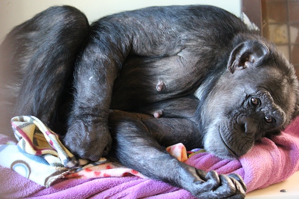 web_Jody_lie_in_blanket_nest_FR_ek_IMG_4648