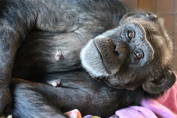 web_Jody_lie_in_blanket_nest_FR_ek_IMG_4653