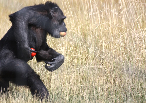 web_annie_bipedal_forage_YH_dm_IMG_4720