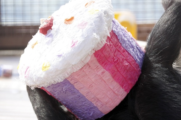 web_cupcake_pinata_annie_birthday_party_gh_dg_MG_4574