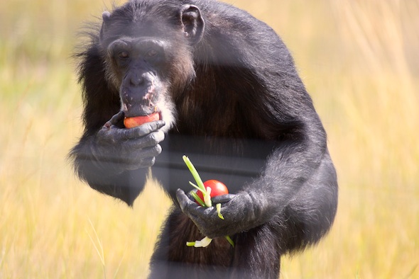 web_missy_eat_forage_YH_dm_IMG_4763