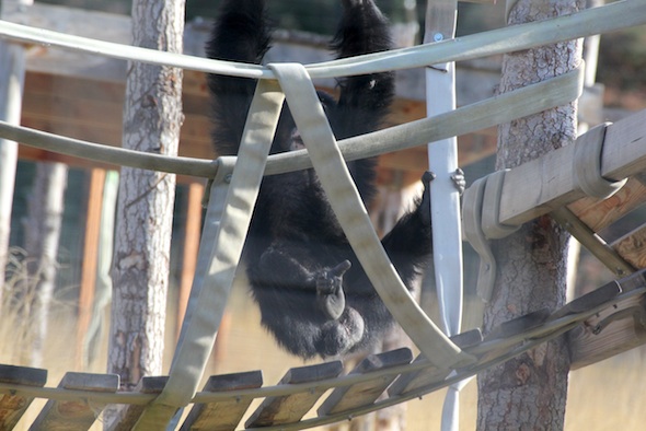 web_Burrito_dismount_climbing_structure_YH_ek_IMG_5480