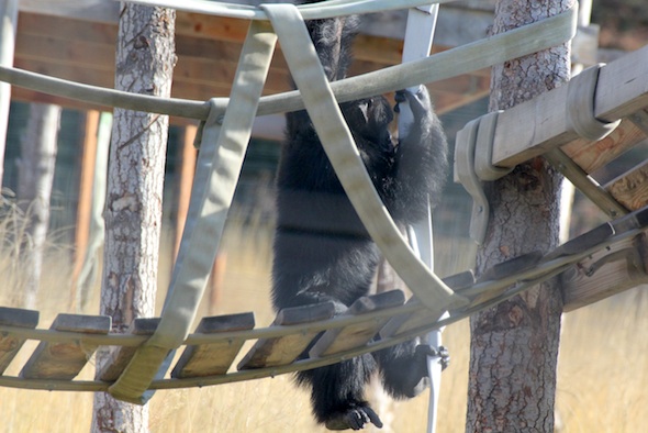 web_Burrito_dismount_climbing_structure_YH_ek_IMG_5482