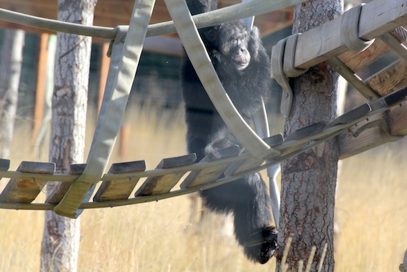 web_Burrito_dismount_climbing_structure_YH_ek_IMG_5483
