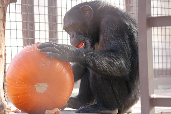web_Foxie_pumpkin_birthday_halloween_party_GH_ek_IMG_5748