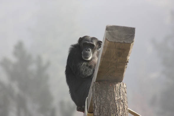 web_Foxie_sit_on_beam_YH_fog_jb_IMG_5438