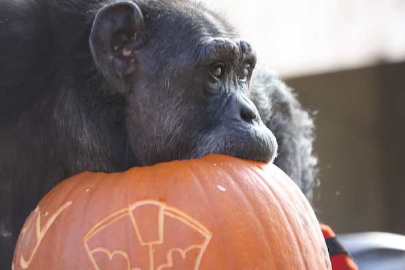 web_Jody_bite_pumpkin_birthday_halloween_party_GH_dg_IMG_5733