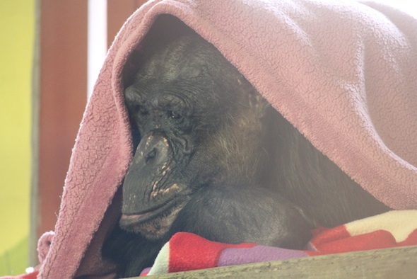 web_Negra_blanket_nest_poncho_rainy_day_PR_ek_IMG_5623