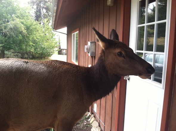 web_elk_at_door