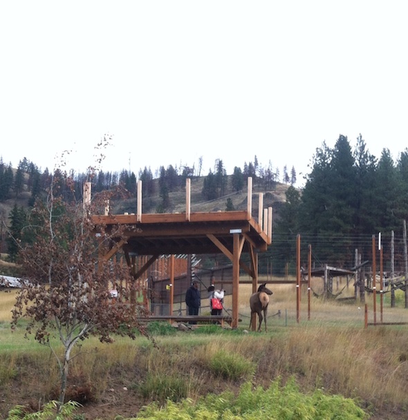 web_elk_at_observation_area