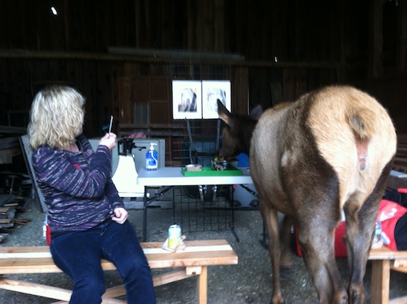 web_elk_eat_lunch_barn_IMG_1997