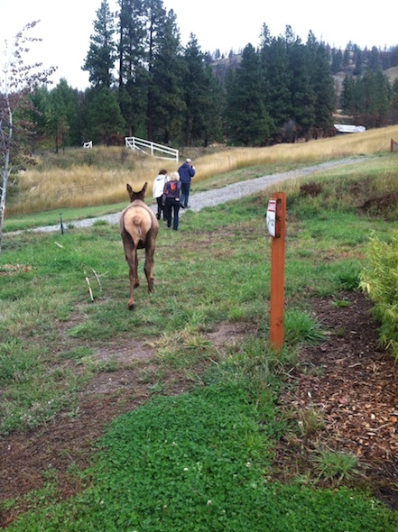web_elk_walk_to_observation_area