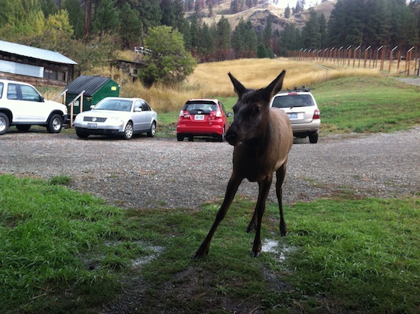 web_elk_youngs_hill_barn_IMG_1966