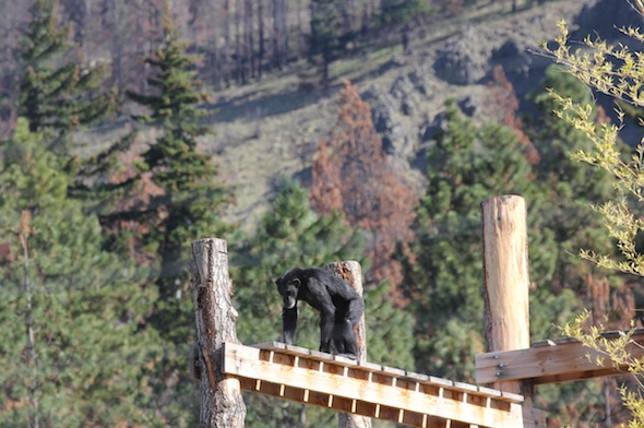 web_foxie_walk_on_platform_forest_in_background_YH_jb_IMG_5206