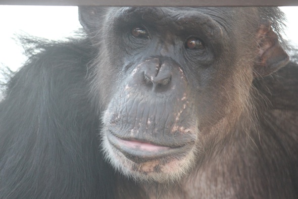 web Negra sweet face greenhouse GH IMG_6369
