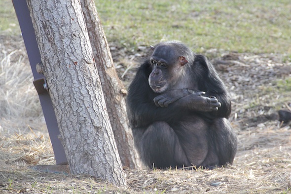 web Negra sweet face look right sit next to cabin arms crossed YH IMG_4595