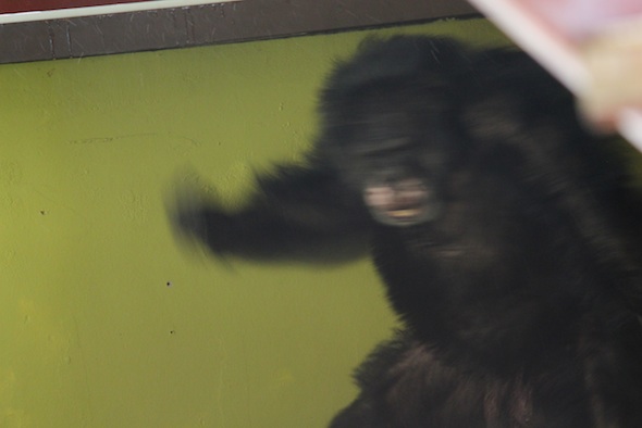 web_Burrito_blurry_pilo_display_PR_ek_IMG_6386