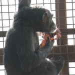 Foxie with Dora, hanging