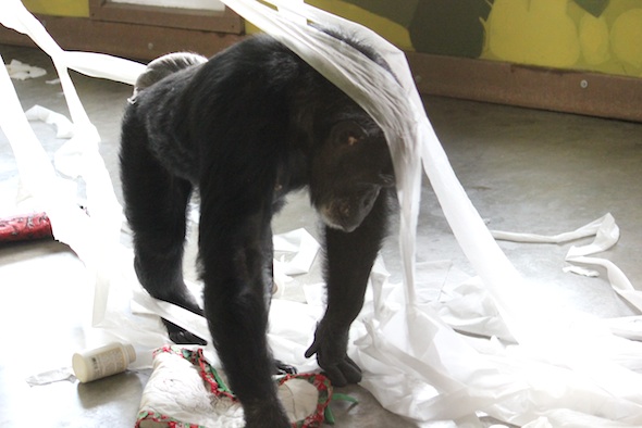 Jamie walking through toilet paper web_Jamie_walk_toilet_paper_enrichment_pr_dg_IMG_5889