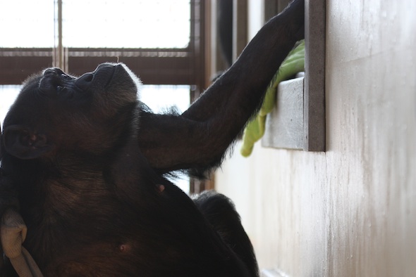 web_Jody_climb_on_fire_hose_to_windowsill_Thanksgiving_party_GH_ek_IMG_6104