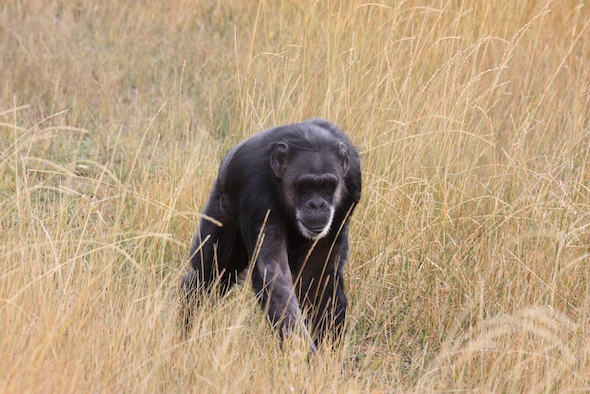 web_Jody_walking_through_brown_grass_closer_YH_ls_IMG_5172