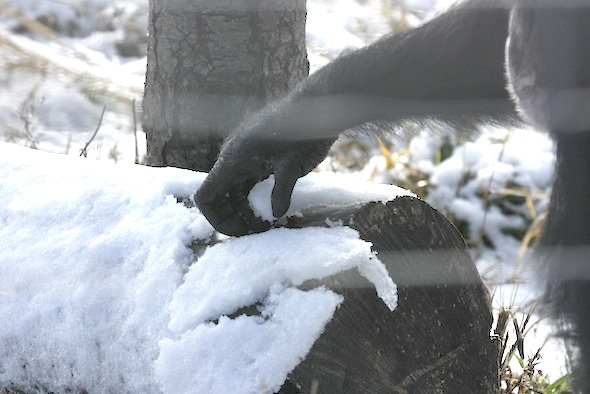 Missy's hand reach for snow