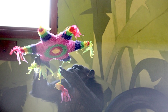 web_annie_pinata_from_adrienne_PR_kd_IMG_6006