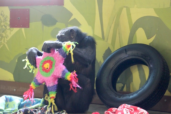 web_annie_pinata_from_adrienne_PR_kd_IMG_6010