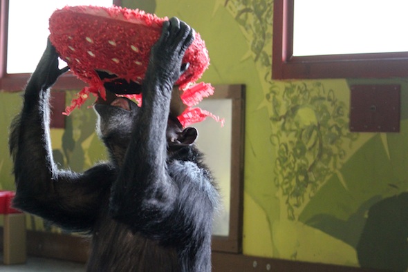 web_annie_shake_pinata_PR_kd_IMG_6001