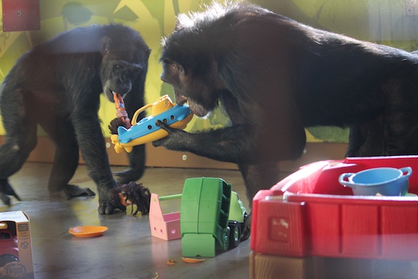 web_jamie_green_toys_submarine_foxie_french_dora_enrichment_PR_dm_IMG_6525