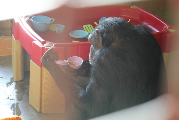 web_missy_forage_enrichment_green_toys_cup_PR_dm_IMG_6603