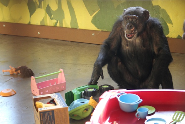 web_missy_relaxed_face_green_toys_enrichment_PR_dm_IMG_6581