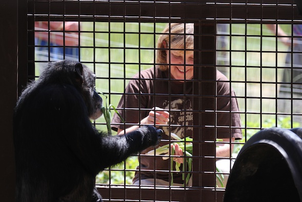 Caregiver Connie serving chimpanzees lunch