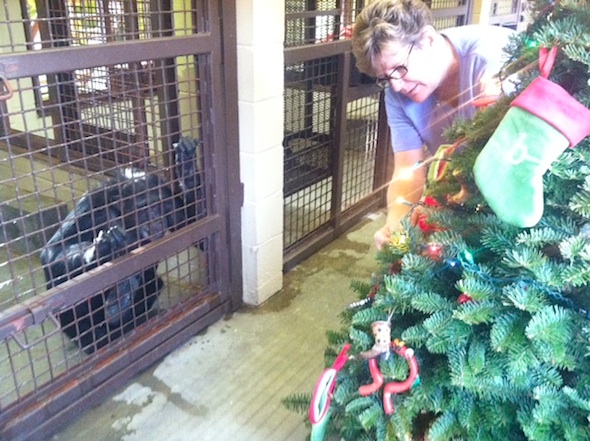 Jamie looking on as Denice decorates the tree