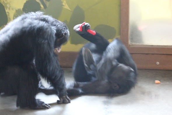 web_Burrito_Foxie_play_enrichment_toy_wrestle_playface_blur_pr_dg_IMG_6754