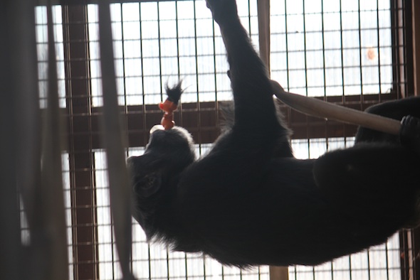 web_Foxie_hang_climb_swing_troll_in_mouth_GH_ek_IMG_6976