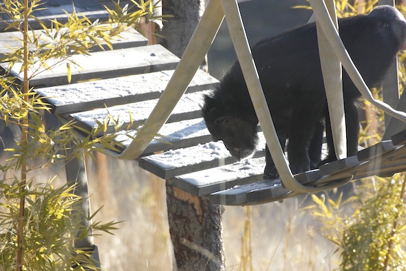 jamie chimpanzee thinking about eating snow