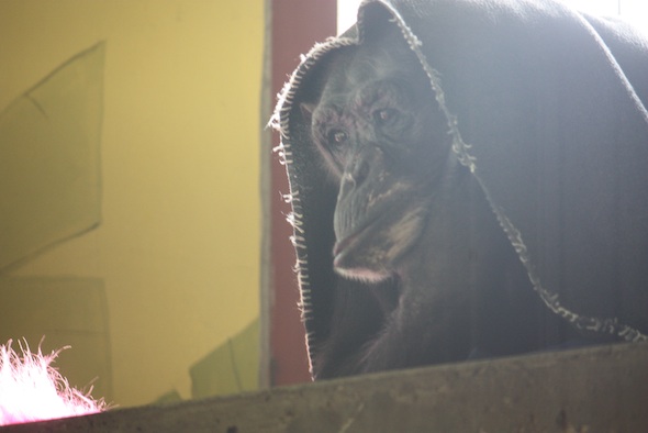 web_Negra_blanket_on_head_poncho_catwalk_PR_ek_IMG_6623