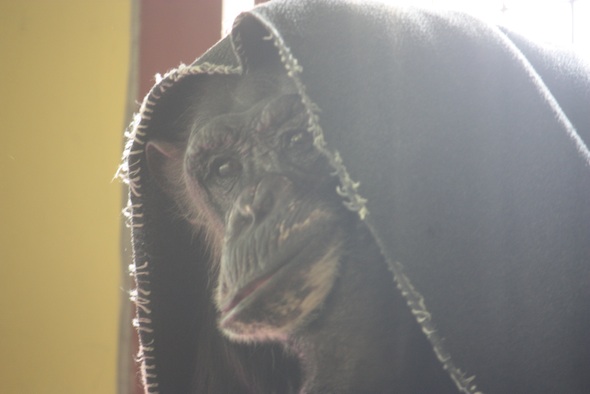 web_Negra_blanket_on_head_poncho_catwalk_PR_ek_IMG_6634