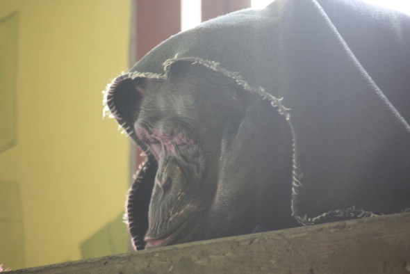 web_Negra_sleep_blanket_on_head_poncho_catwalk_PR_ek__IMG_6632