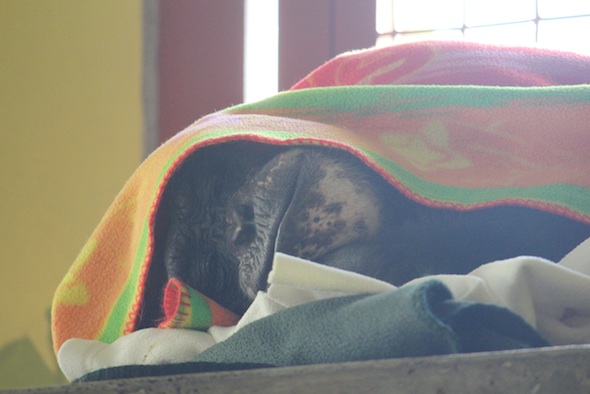 Negra under a blanket