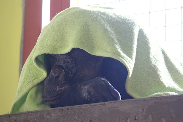 web_Negra_under_green_blanket_snoozy_kd