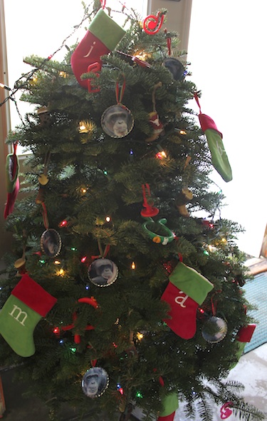 christmas tree 2013