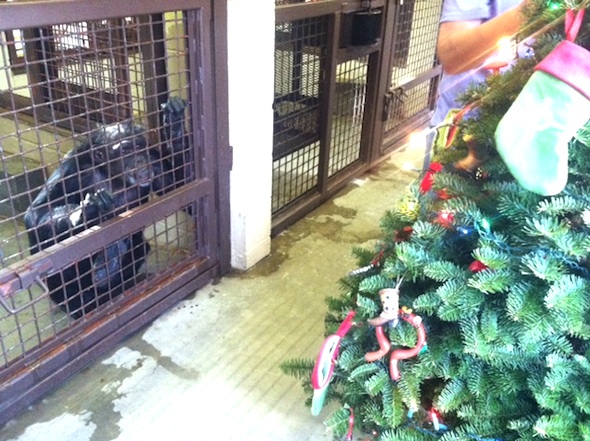 Jamie watching Denice decorate the tree