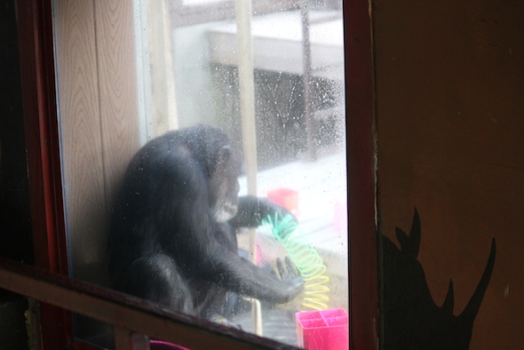 1-web_Missy_playing_with-slinky_window_GH_ls_IMG_7644