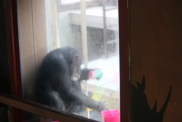 2-web_Missy_playing_with-slinky_window_GH_ls_IMG_7645