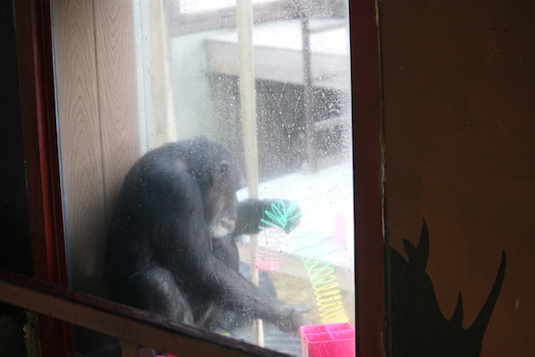 3 - web_Missy_play_with-slinky_window_GH_ls_IMG_7646
