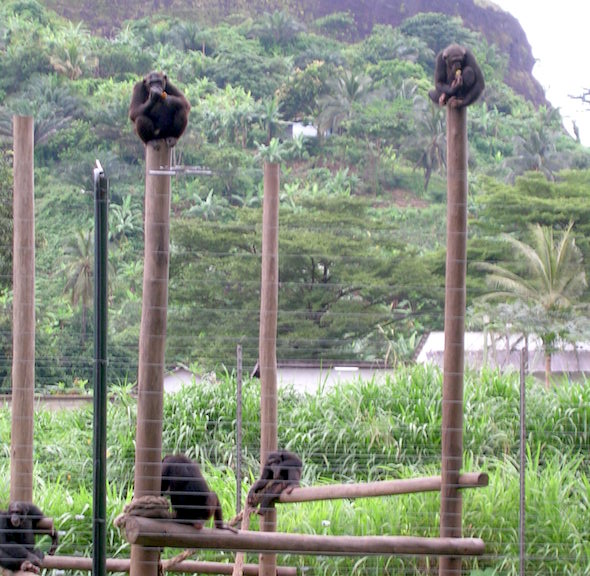 chimps in africa sanctuary3