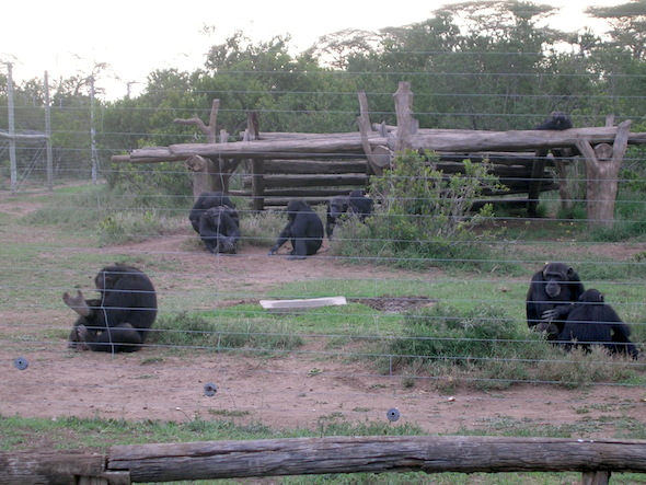 chimps in africa sanctuary4